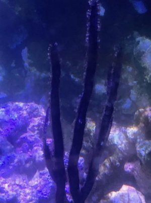 Blade Gorgonian.jpg