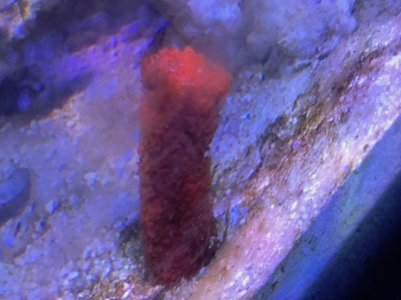 Red Sponge.jpg