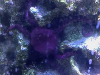 Red Serpent Star.jpg