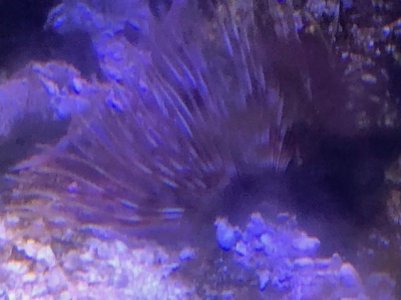 Feather Duster.jpg