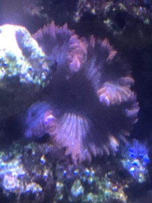 Red and Green Rock Flower.jpg