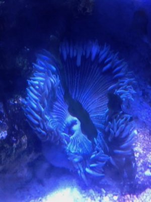 Large Rock Flower.jpg