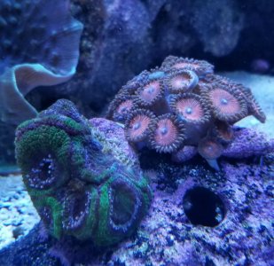 Acan and Zoas.jpg