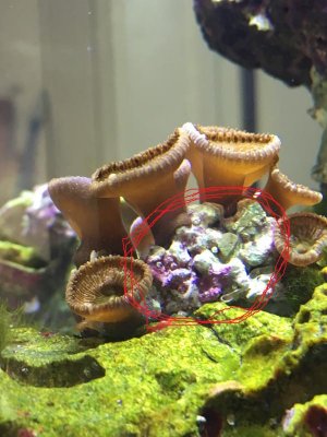 rocky growth circled.jpg