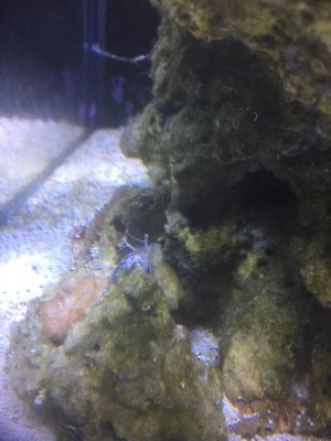 Conch3.jpg