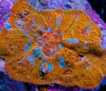 ChaliceOrangeSplash10.jpg
