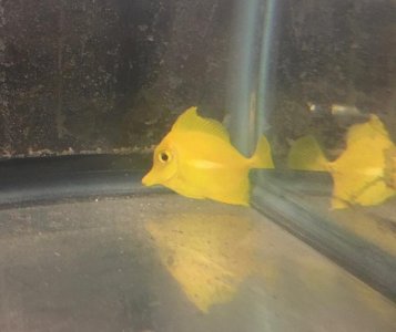 yellow tang.jpg