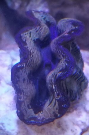 Crocea clam after acclimation.jpg