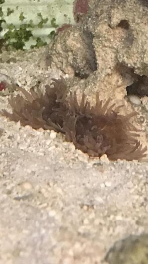 sebae anemone.jpg sebae anemone.jpg
