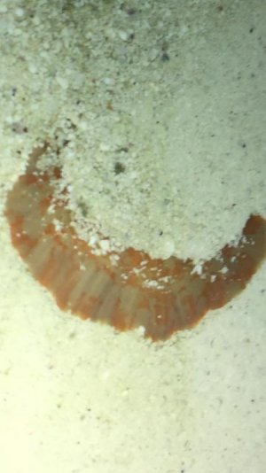 anemone spotted foot.jpg