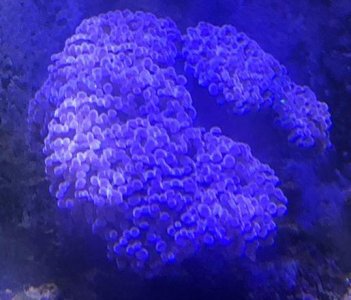 Coral.jpg