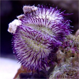 purpleurchin1.jpg