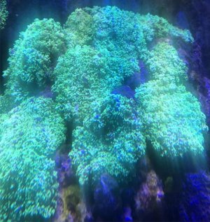 Corals.jpg