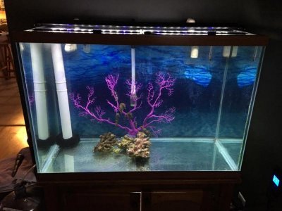 SH tank 2 2019.jpg