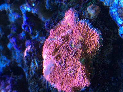 IMG_1231.jpg