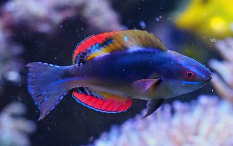 ExquisiteFairyWrasse2019052801.jpg