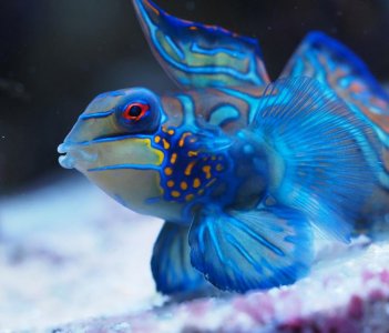 Mandarin2016010605.jpg