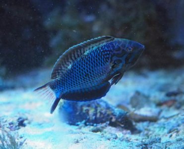 BlackLeopardWrasse201907091909MaleResized.jpg