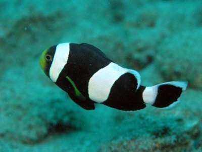 Amphiprion_polymnus_s.jpg