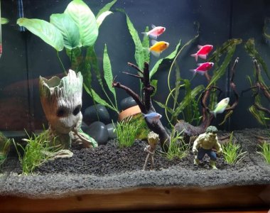 fish tank.jpg