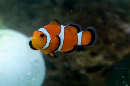 clown white spot.jpg