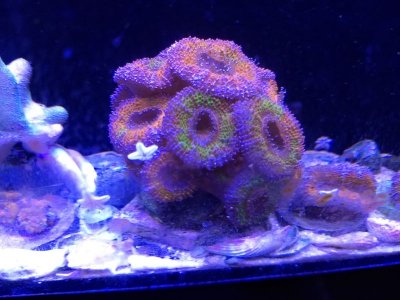 acan.jpg