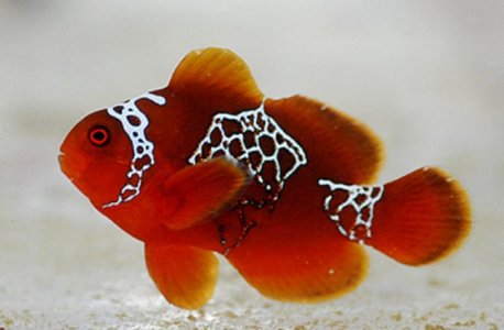 lighting-marron-clownfish.jpg