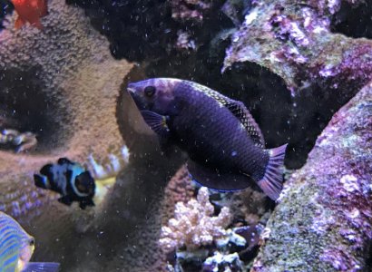 BlackLeopardWrasse2019072801ChangingResized.jpg