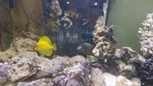 Yellow Tang.jpg