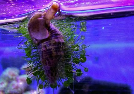 snail1.jpg