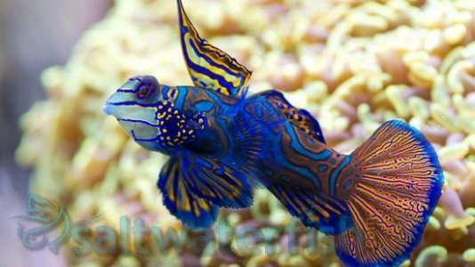 252_green-mandarin-dragonet_1.jpg