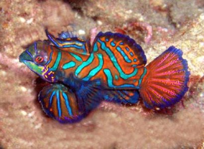 mandarinfish.jpg