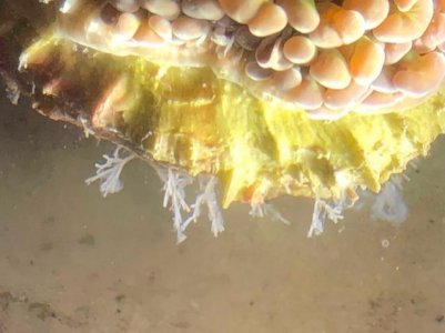 Hydroids?.jpg