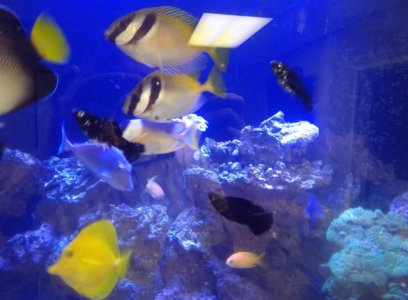 fish2_jpg.jpg