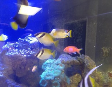 fish1_jpg.jpg