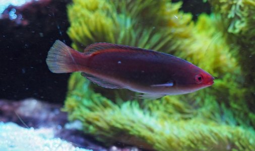 TemminckiFairyWrasse2019042403resized.jpg