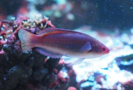 TemminckiFairyWrasse2019042404resized.jpg