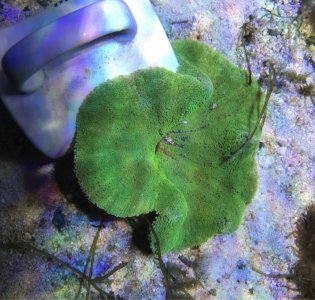 GreenHaddoni2019042601resized.jpg