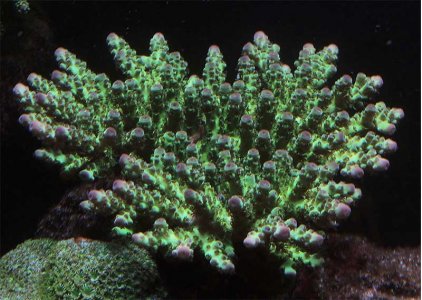 Acro RC.jpg