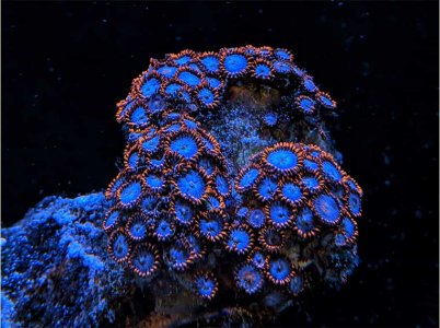 Fire and Ice Zoa RC.jpg