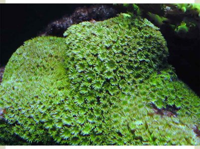 Green Leptastrea RC.jpg