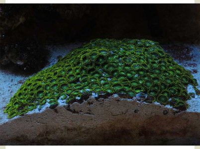 Radioactive Dragon Eye RC.jpg