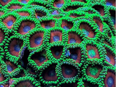 Watermelon Zoa RC.jpg