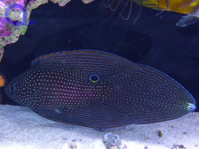 Calloplesiops argus.jpg