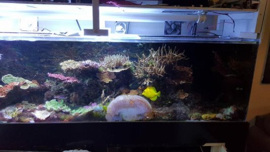 tank old pic.jpg