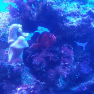 coral10.jpg