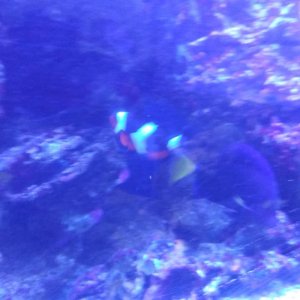 coral11.jpg