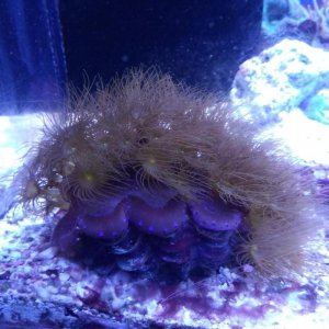coral2.jpg