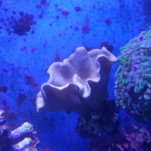 coral3.jpg
