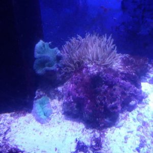 coral9.jpg